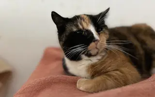 Kočičí maminky potřebují ošetření zoubků!
