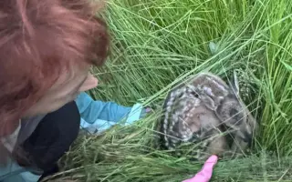 Termodron (nejen) pro záchranu mláďat při jarní senoseči