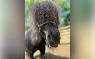 Pomozme třem statečným poníkům ke zdraví, které si sami vyběhat nemohou