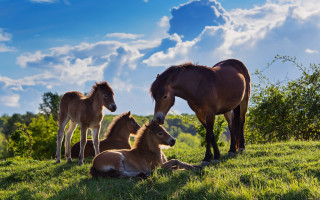 Záchrana divokých koní a dokončení rezervace v Milovicích
