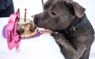 Pomozme Buccimu znovu běhat bez bolesti