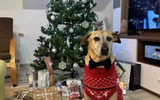 Aby tu s námi Caramelka byla déle💛🧡🤎