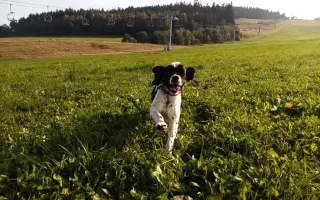 🐾 Pomozme Dubínkovi vyhrát svůj boj