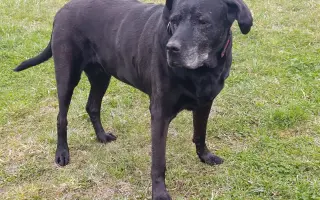 Pomozme Elince znovu chodit bez bolesti: Boj s přetrženými vazy