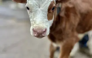 Podpořte pořízení nových chomoutů a postrojů pro kravičku Matyldu