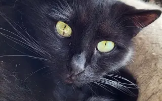 Veterinární péče pro kočičky z Kočičího štěstí, z.s. 🐈‍⬛