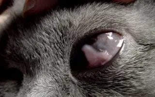 Pomoc pro opuštěná zvířátka - Kastrace, veterina, krmeni, kočkolit