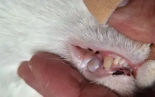 9 nalezených Lásek