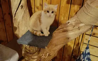 Pojďme dát kočičkám druhou šanci, obnovme kočičí kavárnu café & bar Šťastné tlapky