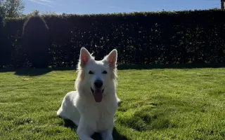 Pomozme Daisy znovu běhat 🐾