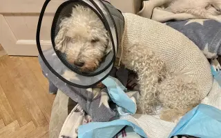 Operace pro Chanelku 💜