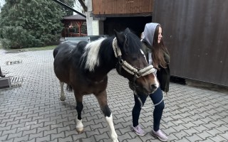 Navraťme koníka Kelima do normálního života po autonehodě
