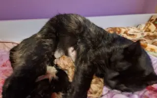 Pomoc pro kočky a koťátka Kočky u Katky