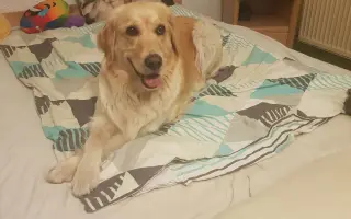 Za každé další ráno s Daisy 🐾