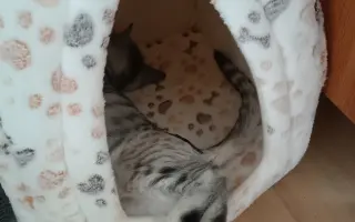 Pomohli jste koťátku Máše