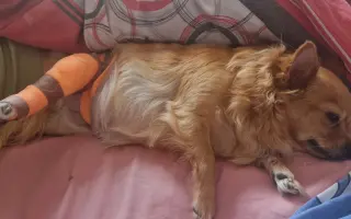 Pomozte Sisi znovu běhat bez bolesti