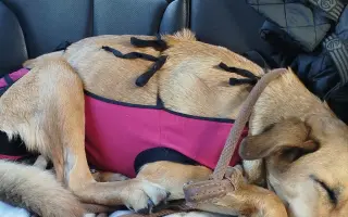 Darujte prosím Roxy život – šance na operaci a další roky plné radosti