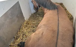 Akutní operace a pooperační péče Lucase