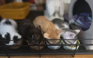 Staňte se nadějí pro kočičky bez domova