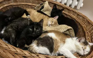 Staňte se nadějí pro kočičky bez domova