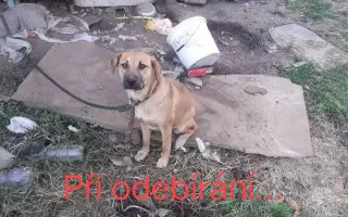 Pomozte zachránit Psí domov spolku Zastavme Utrpení.