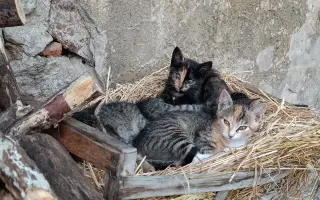 Plná miska = šance přežít