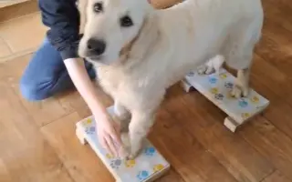 Pomozte nám zachránit Bezinku