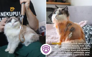 Každá kapka má smysl! Přiveďte vodu do centra pro handicapovaná zvířata
