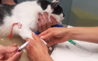 Pomoc pro Honzíka, kterého někdo střelil přímo do tlamičky
