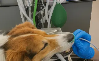 POMOC PRO FOXÍČKA - ZDRAVÝ DECH A PROTÉZA