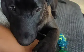 ❤️ Pomozme Belince znovu běhat a žít naplno ❤️