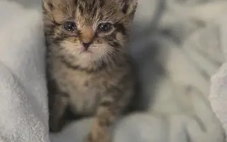 Staňte se nadějí pro kočičky bez domova