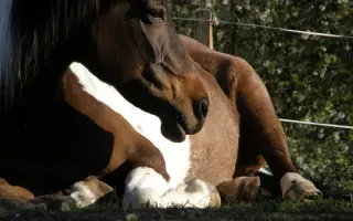Nový kůň do hiporehabilitačního týmu