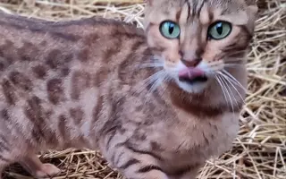 Slunce pro zachráněné kočičky - pergola se zázemím