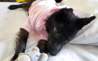 Ari přežila poušť. Teď ji ničí bolest...