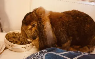 Prosíme, pomozte Nefince přestat trpět 💔