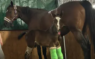 Miracle Joy After Storm ✨🐴