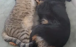 Shamy bouje s bolestí. Pomozme jí prožít stáří důstojně