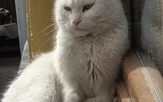 Staňte se nadějí pro kočičky bez domova