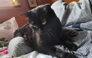 Cipísek, kocouří chlapeček