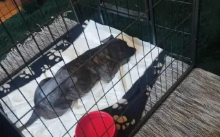 Pomozte Rozince opět běhat