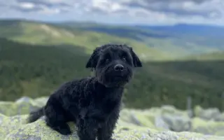 Pomoc s úhradou operace pro Danteho🐕​🙏