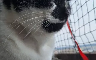 9 nalezených Lásek