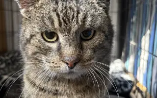 Pomoc s úhradou veterinárních nákladů 🙏