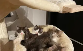 Šance na život pro Ouška a další kočičky z našeho depozita