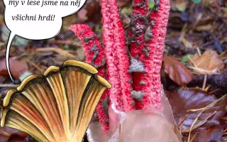 Podpořte KOLODĚJE - houbové hrdiny