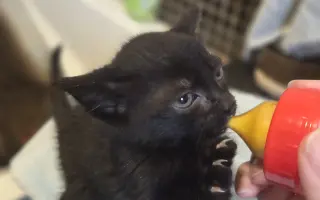 Prosba o příspěvek na nákup krmiva a steliva pro kočičky z Píšánku