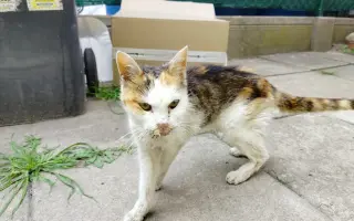 Pomohli jste uhradit veterinární péči pro kočičky z Kočičího štěstí, z.s.