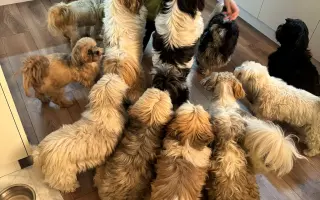 Aby mohly zachraňovat dál - sbírka na auto pro spolek Shih-tzu v nouzi