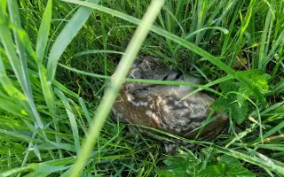 Mláďata na jaře, ostatní zvířata celoročně - ti všichni nás potřebují!